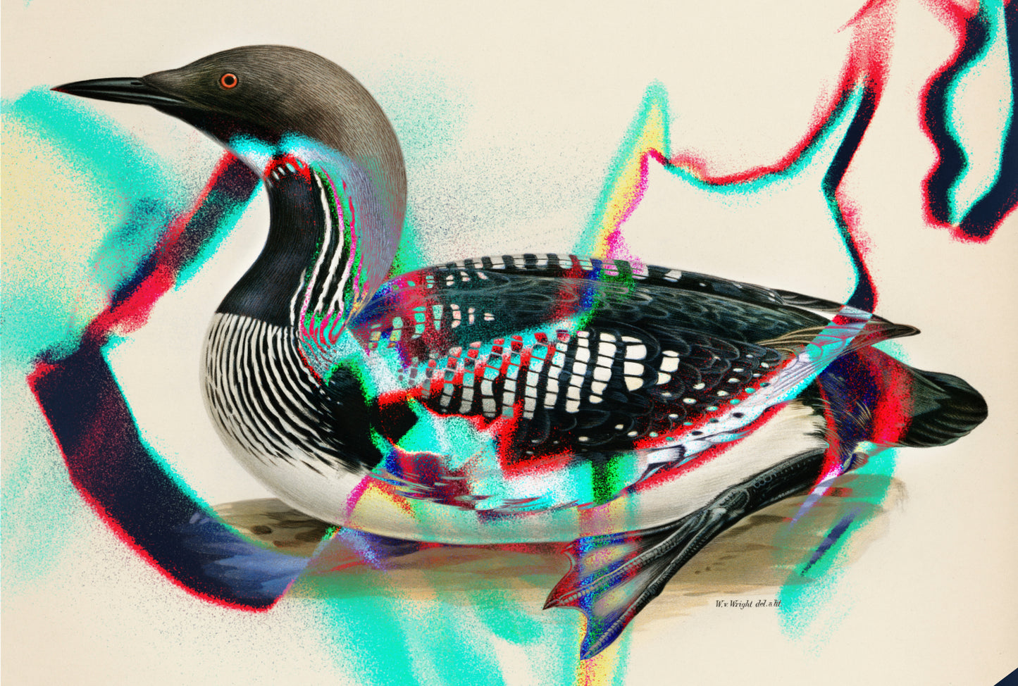 Arctic animals Prints