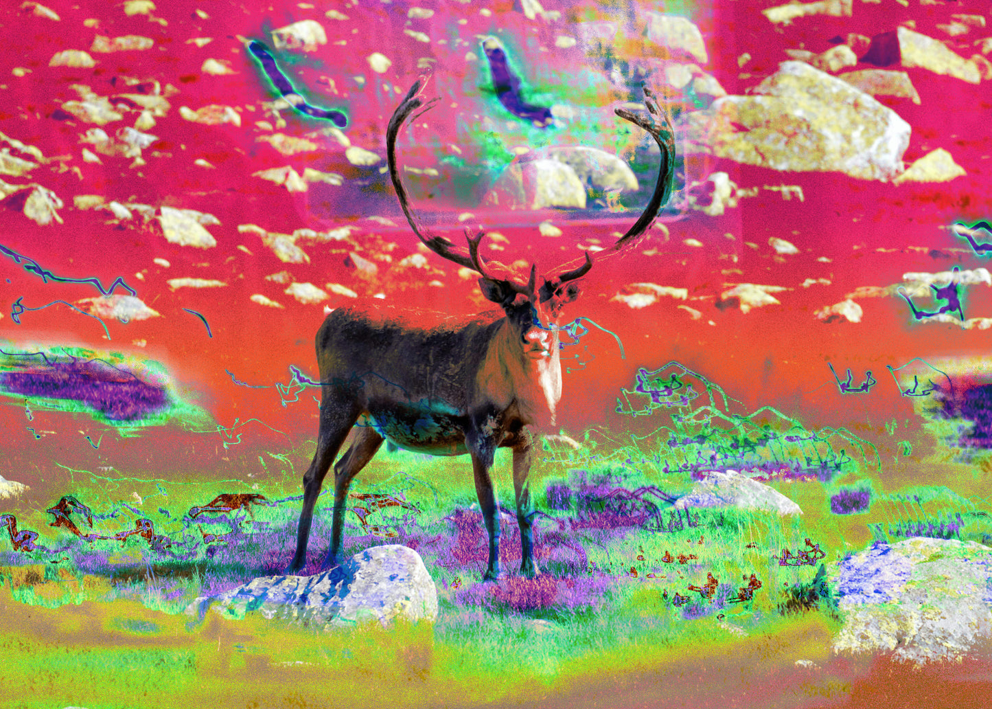 Arctic animals Prints