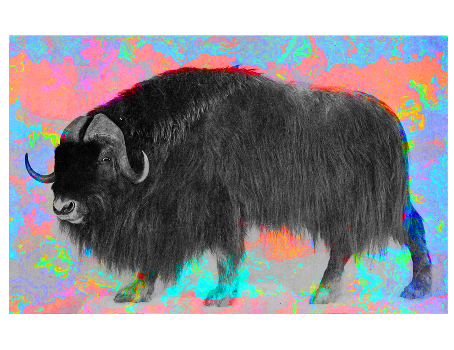 Adult Hoodie- Umingmak(Muskox)